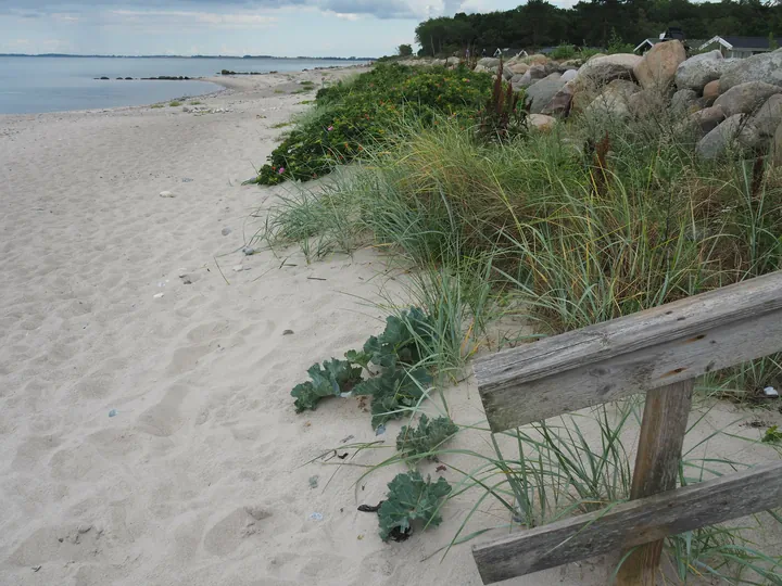 Halshuisene + Enebaerodde Beach (Denemarken)